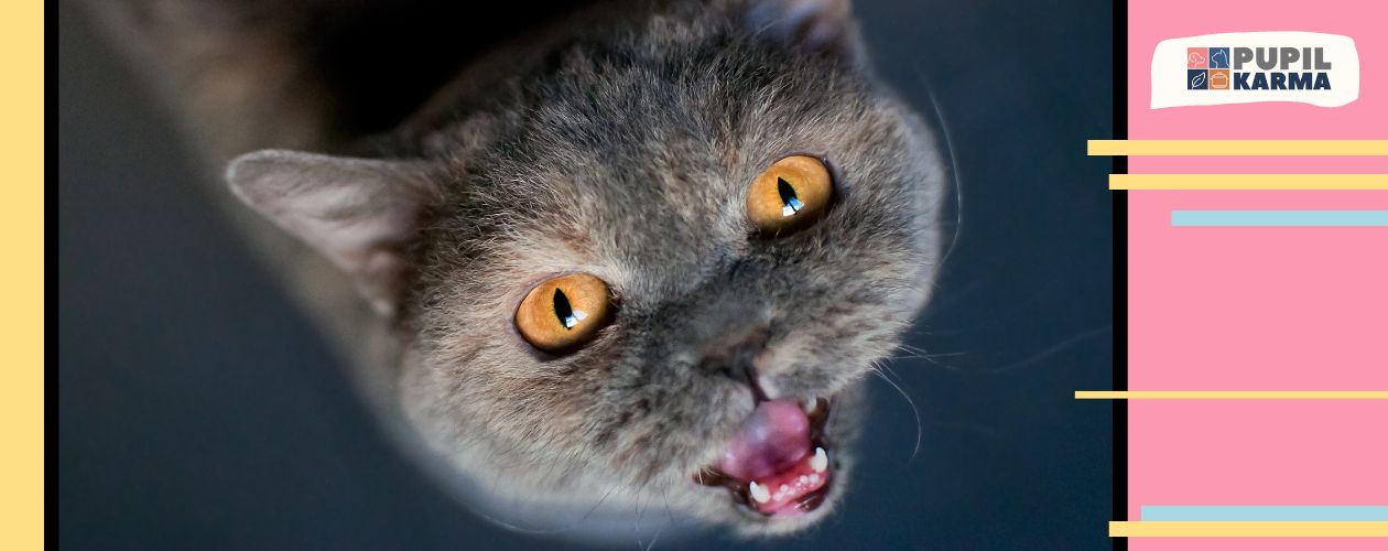 Zbliżenie na miauczącego szarego kota z miodowymi oczami na ciemnym tle. Po bokach kolorowe paski. Logo pupilkarma na jasnym tle.